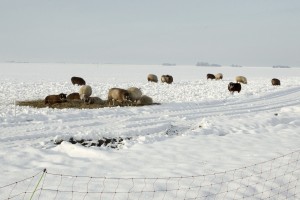 KvdS schapen bij voeren in sneeuw landschap