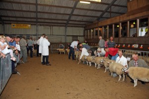 KvdS schapenkeuring  Blijham 005